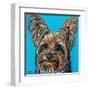 Yorkie on Blue-Carolee Vitaletti-Framed Art Print