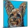 Yorkie on Blue-Carolee Vitaletti-Mounted Art Print