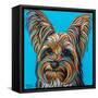 Yorkie on Blue-Carolee Vitaletti-Framed Stretched Canvas