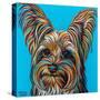 Yorkie on Blue-Carolee Vitaletti-Stretched Canvas