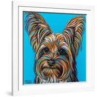 Yorkie on Blue-Carolee Vitaletti-Framed Art Print