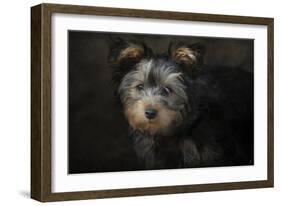 Yorkie Puppy-Jai Johnson-Framed Giclee Print