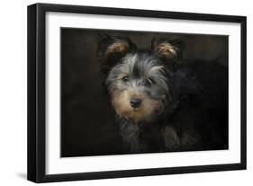 Yorkie Puppy-Jai Johnson-Framed Giclee Print