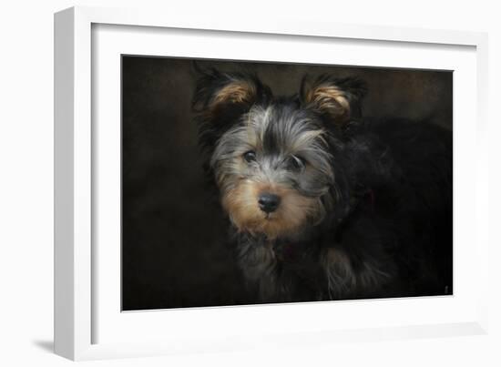 Yorkie Puppy-Jai Johnson-Framed Giclee Print