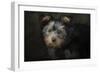 Yorkie Puppy-Jai Johnson-Framed Giclee Print