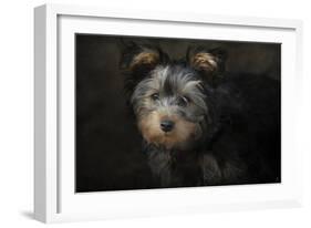 Yorkie Puppy-Jai Johnson-Framed Giclee Print