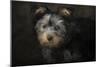 Yorkie Puppy-Jai Johnson-Mounted Giclee Print