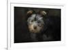 Yorkie Puppy-Jai Johnson-Framed Giclee Print