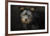 Yorkie Puppy-Jai Johnson-Framed Giclee Print