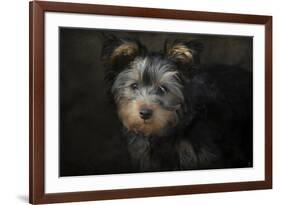 Yorkie Puppy-Jai Johnson-Framed Giclee Print