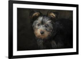 Yorkie Puppy-Jai Johnson-Framed Giclee Print