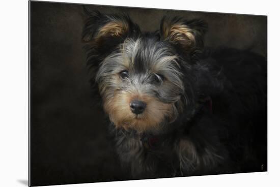 Yorkie Puppy-Jai Johnson-Mounted Giclee Print