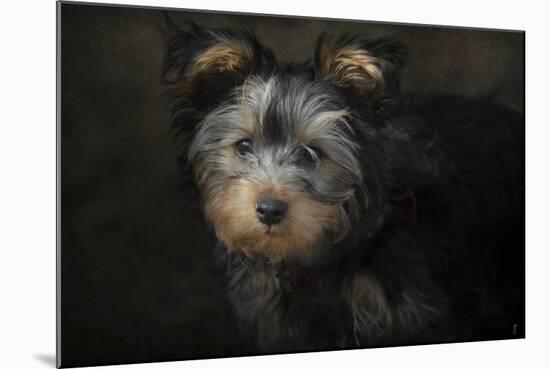 Yorkie Puppy-Jai Johnson-Mounted Giclee Print