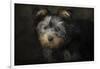 Yorkie Puppy-Jai Johnson-Framed Giclee Print