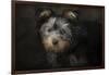 Yorkie Puppy-Jai Johnson-Framed Giclee Print