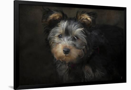 Yorkie Puppy-Jai Johnson-Framed Giclee Print