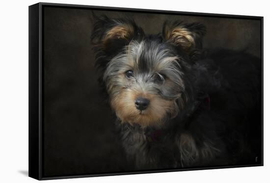 Yorkie Puppy-Jai Johnson-Framed Stretched Canvas