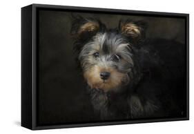 Yorkie Puppy-Jai Johnson-Framed Stretched Canvas