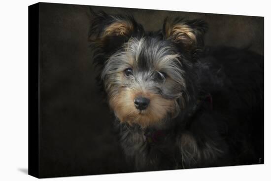 Yorkie Puppy-Jai Johnson-Stretched Canvas