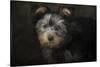 Yorkie Puppy-Jai Johnson-Stretched Canvas