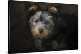 Yorkie Puppy-Jai Johnson-Stretched Canvas