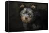 Yorkie Puppy-Jai Johnson-Framed Stretched Canvas