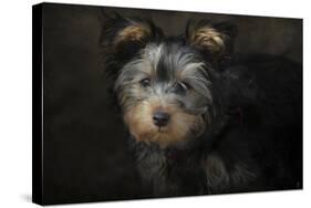 Yorkie Puppy-Jai Johnson-Stretched Canvas