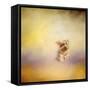 Yorkie Running into the Wind-Jai Johnson-Framed Stretched Canvas