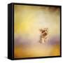 Yorkie Running into the Wind-Jai Johnson-Framed Stretched Canvas