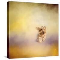 Yorkie Running into the Wind-Jai Johnson-Stretched Canvas