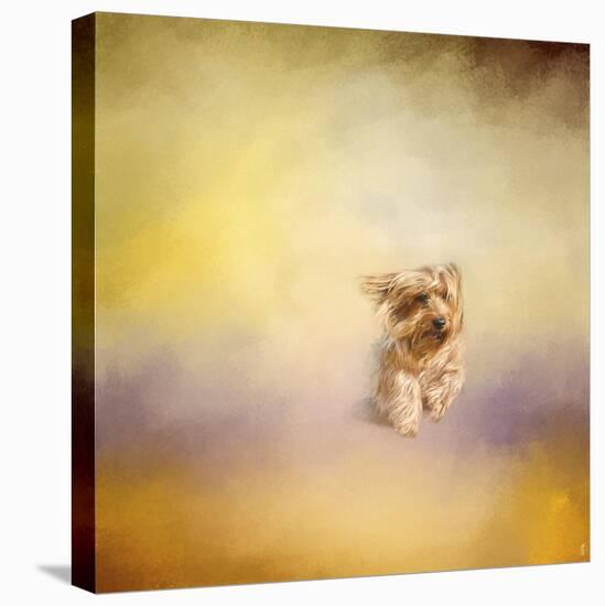 Yorkie Running into the Wind-Jai Johnson-Stretched Canvas