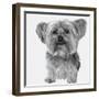 Yorkie-Emily Burrowes-Framed Giclee Print