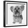 Yorkie-Emily Burrowes-Framed Giclee Print