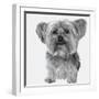 Yorkie-Emily Burrowes-Framed Giclee Print