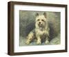 Yorkie-John Emms-Framed Giclee Print