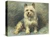 Yorkie-John Emms-Stretched Canvas