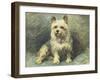 Yorkie-John Emms-Framed Giclee Print