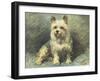 Yorkie-John Emms-Framed Giclee Print