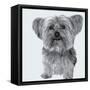 Yorkie-Emily Burrowes-Framed Stretched Canvas