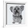 Yorkie-Emily Burrowes-Framed Art Print