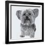 Yorkie-Emily Burrowes-Framed Art Print