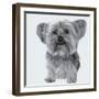 Yorkie-Emily Burrowes-Framed Art Print