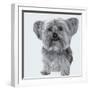 Yorkie-Emily Burrowes-Framed Art Print