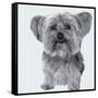 Yorkie-Emily Burrowes-Framed Stretched Canvas