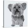 Yorkie-Emily Burrowes-Stretched Canvas