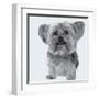 Yorkie-Emily Burrowes-Framed Art Print