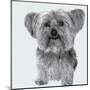 Yorkie-Emily Burrowes-Mounted Art Print