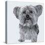 Yorkie-Emily Burrowes-Stretched Canvas