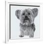 Yorkie-Emily Burrowes-Framed Art Print