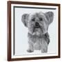 Yorkie-Emily Burrowes-Framed Art Print